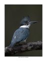 _1SB0040 belted kingfisher a11x14